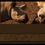Save the Rhino Trust in Namibia