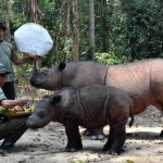 All of the rhinos at the Sumatran Rhino Sanctuary in Indonesia received special treats on World Rhino Day 2012. Photo courtesy of International Rhino Foundation.