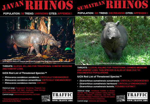 Javan_Sumatran_rhino_TRAFFIC