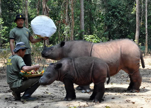 Andatu and Ratu received special treats on World Rhino Day 2012