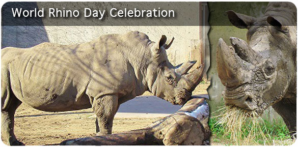 69540_world-rhino-day-banner