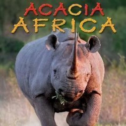 Aca rhino