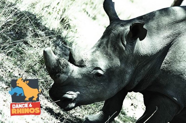 Cameroon will celebrate World Rhino Day with Dance4Rhinos!