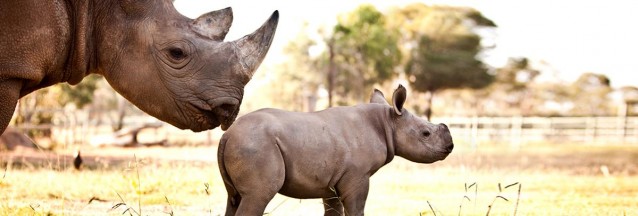 photo via Taronga Western Plains Zoo