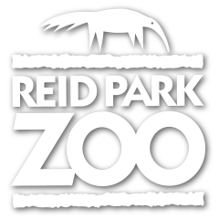 reidparkzoo_shadow