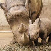 Photo via St. Louis Zoo website