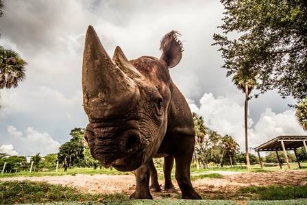 Busch Gardens World Rhino Day celebration September 19, 2015