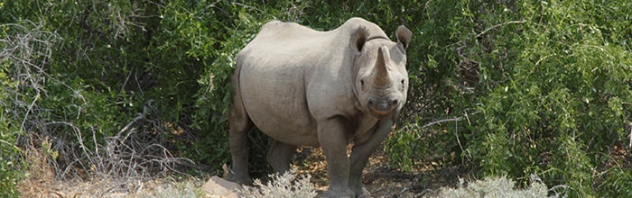 Celebrate World Rhino Day with the Minnesota Zoo!