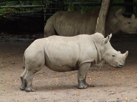 Abebi courtesy of Zoo Dortmund