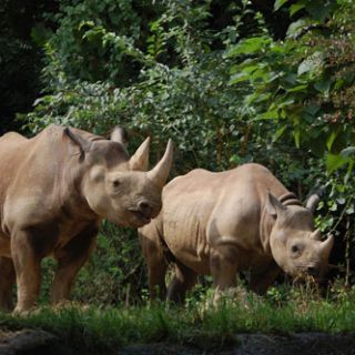 United States - 2/4 - WORLD RHINO DAY