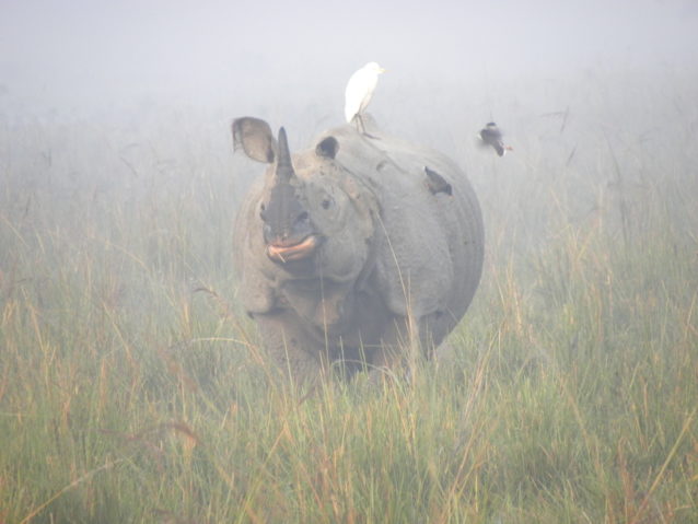 Greater one-horned rhino in Pobitora Wildlife Sanctuary. Photo © Deba Kr. Dutta